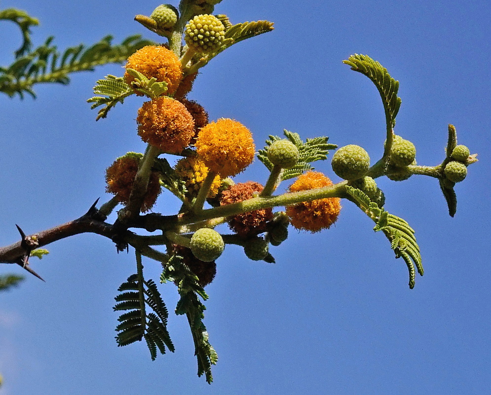 Vachellia macracantha branch with long thorns and clustered golden spherical flower heads