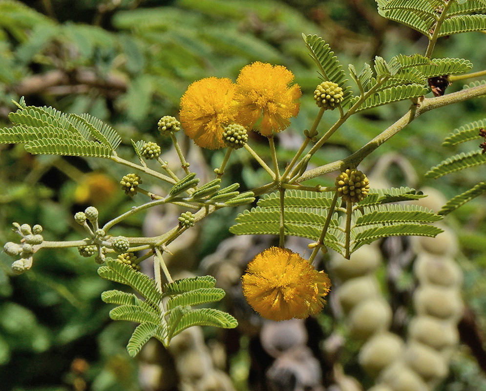 Vachellia tortuosa has rounded golden flowerheads and small green buds beside finely divided leaves