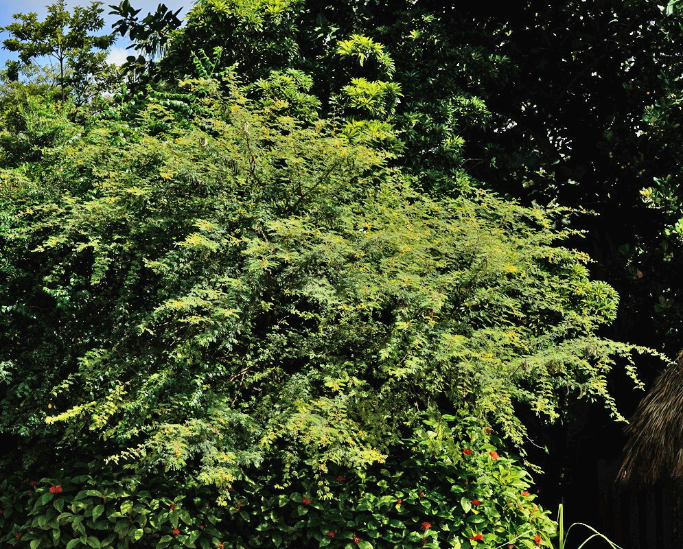 Vachellia tortuosa Spreading Green Tree Crown Vachellia tortuosa forms a spreading tree crown with fine green foliage and scattered yellow flowerheads