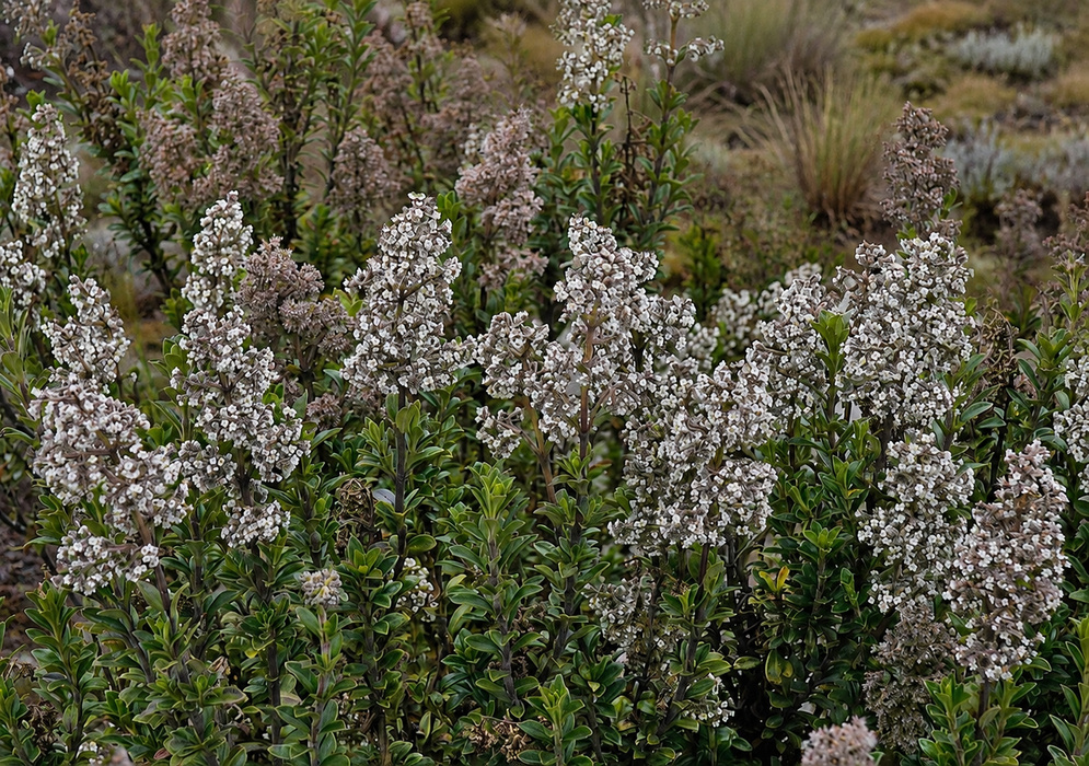 Valeriana microphylla broad pale flower clusters rising above compact páramo foliage