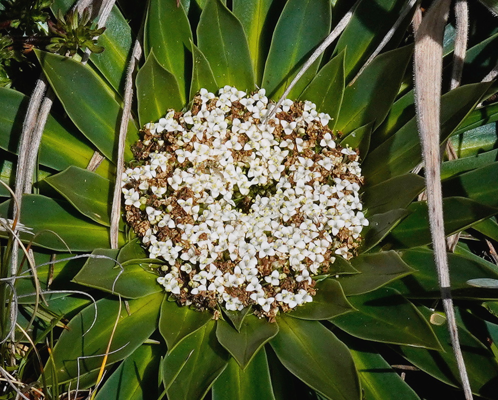Valeriana rigida dense rounded white flower head surrounded by thick upright green leaves