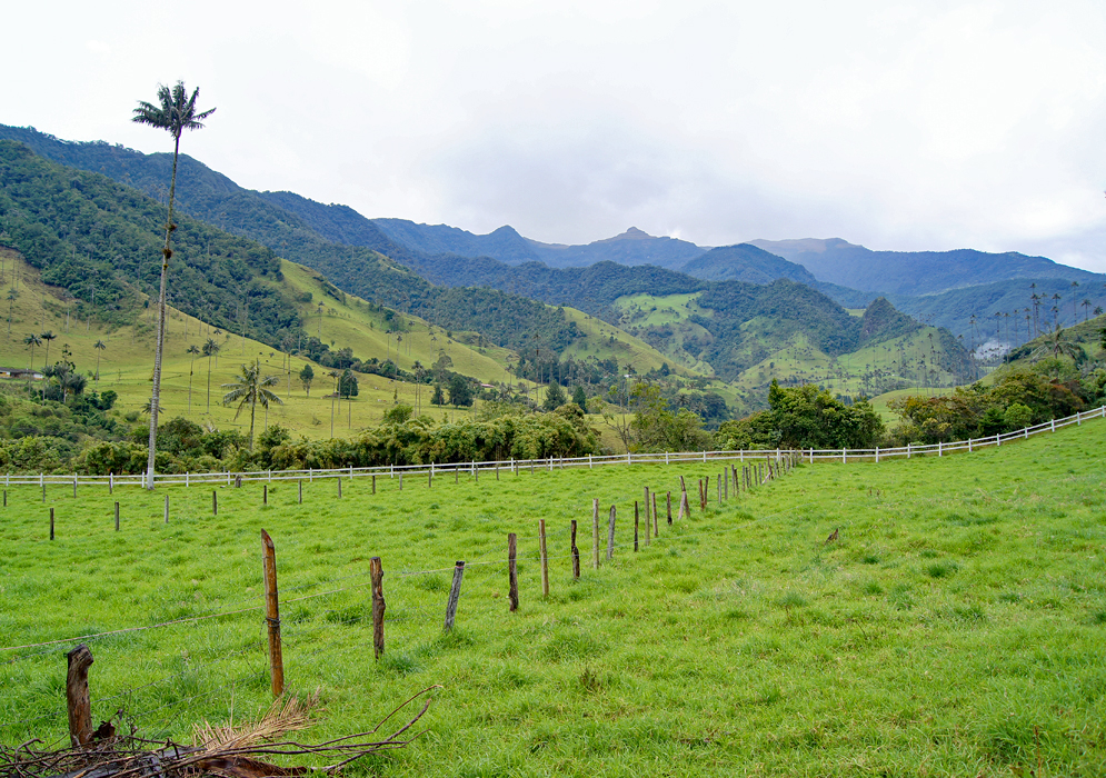 Panoramic view of Valle del Cocora and the Andes Mountains