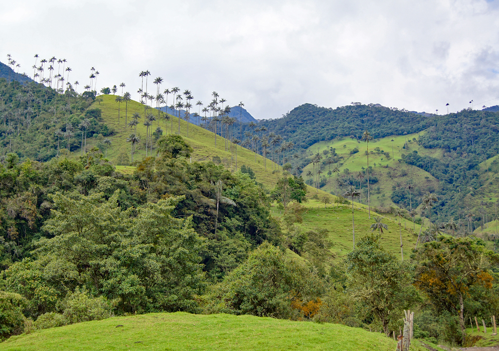 Valle del Cocora, Colombia Ceroxylon quindiense