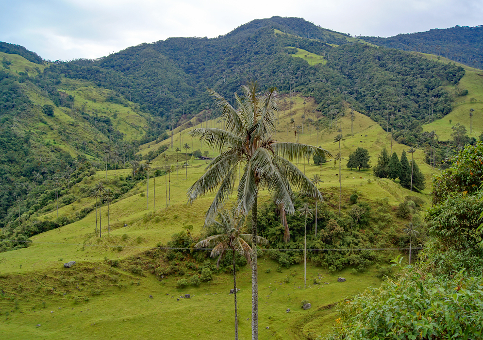 Valle del Cocora Colombia Mountain