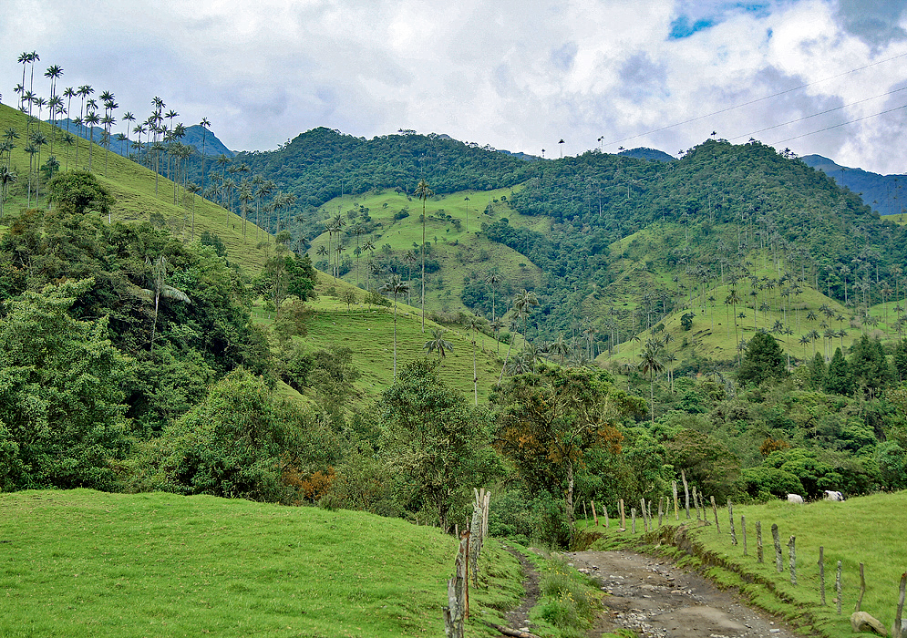Valle del Cocora, Colombia Mountains