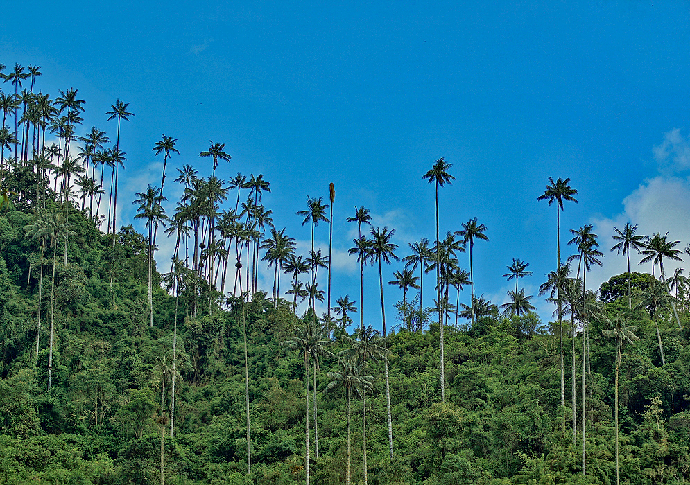 Valle del Cocora, Colombia blue sky and wax palms
