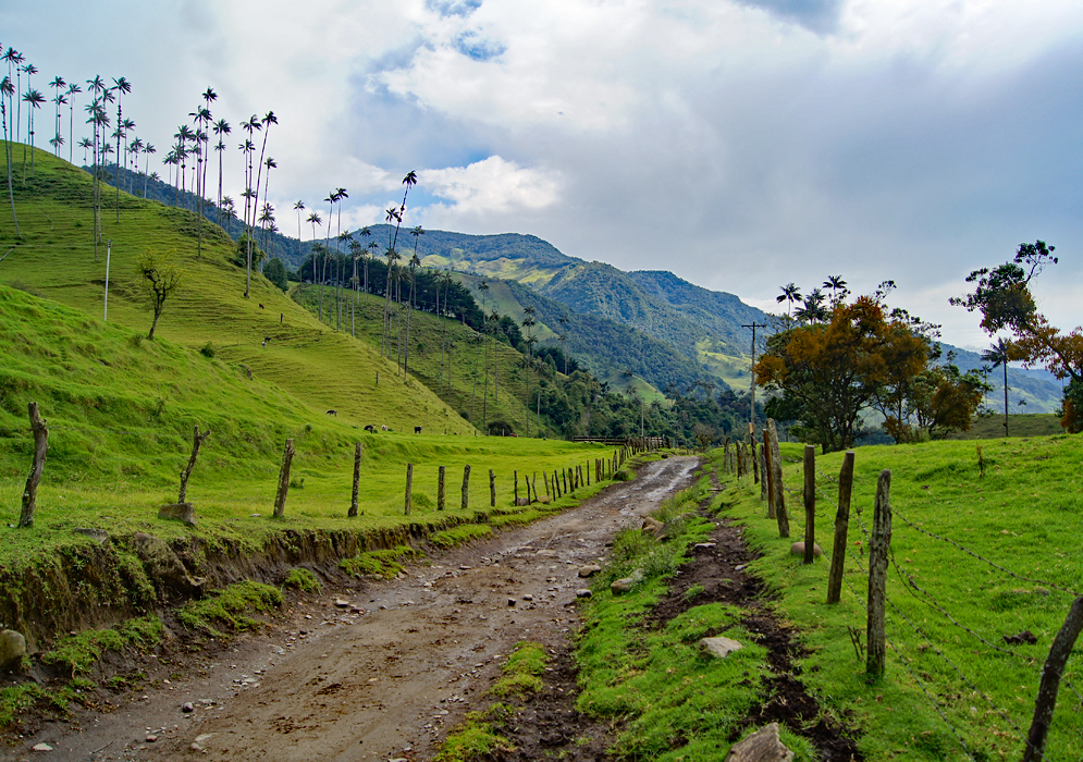 A trail in Valle del Cocora, Colombia