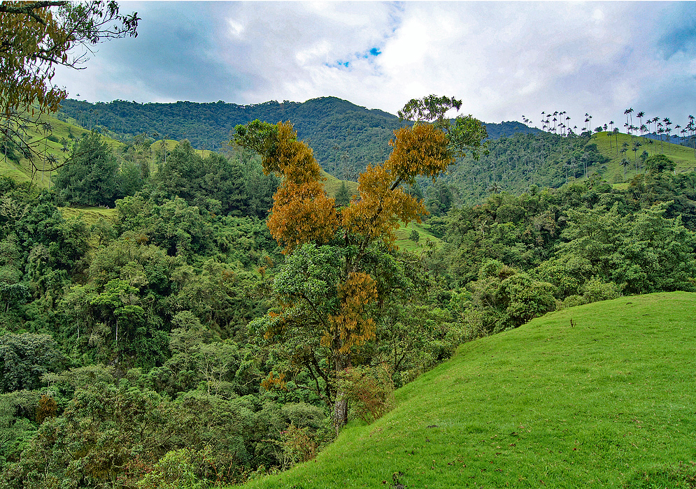 Valle del Cocora, Colombia trees