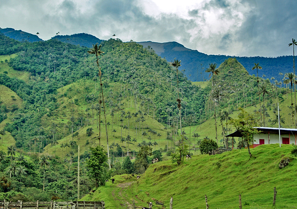 Valle del Cocora Mountains Colombia