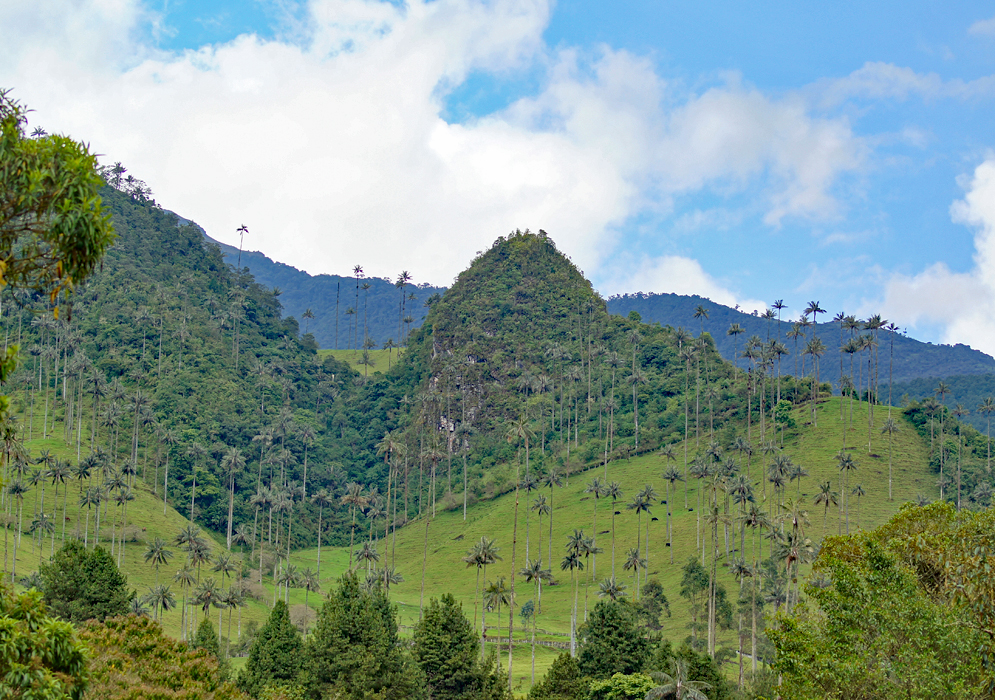 Valle del Cocora Colombia