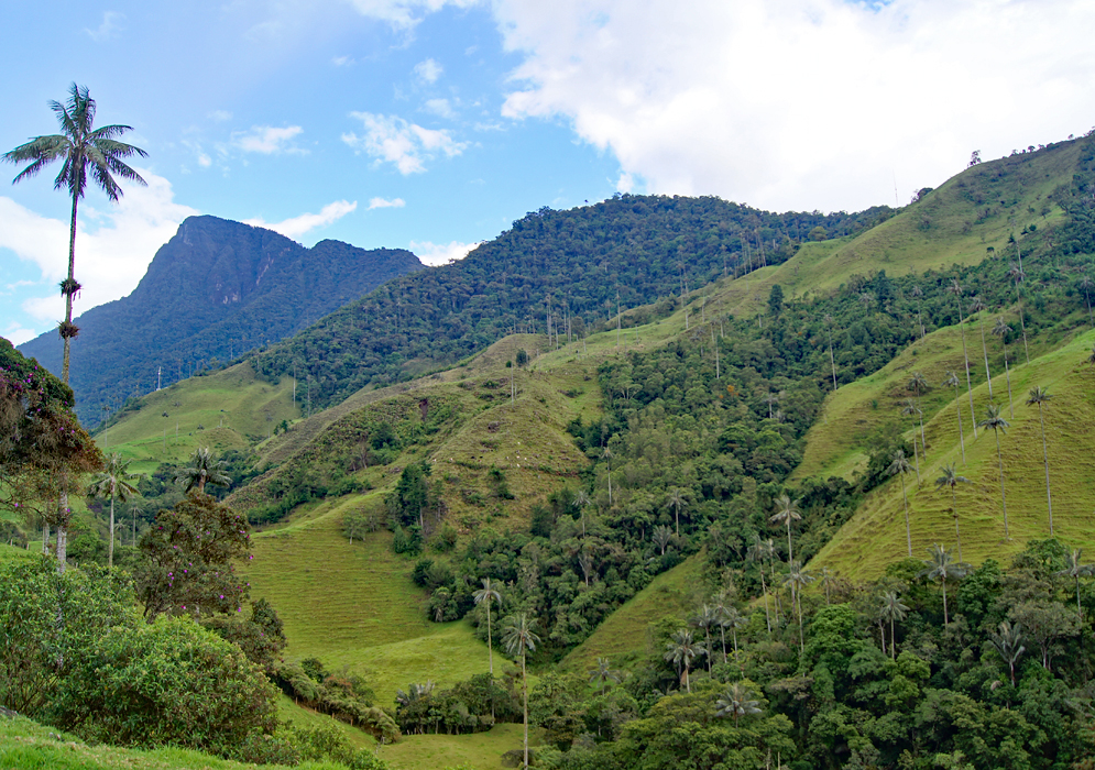 Looking east towards the end of the valley and rise of the mountains in the Valle del Cocora