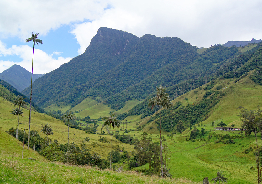 Scenic Valle del Cocora Mountain and valley