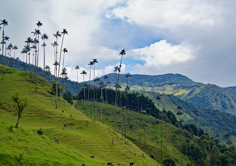 Valle del Cocora, Colombia Wax Palms