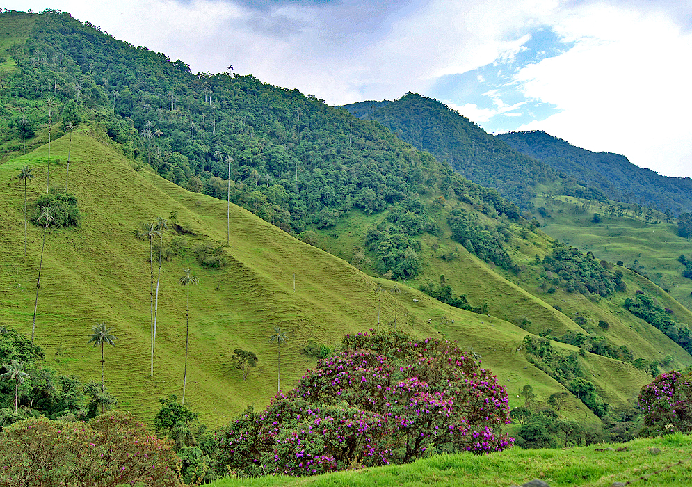 Valle del Cocora mountains and a Tibouchina Lepidota tree