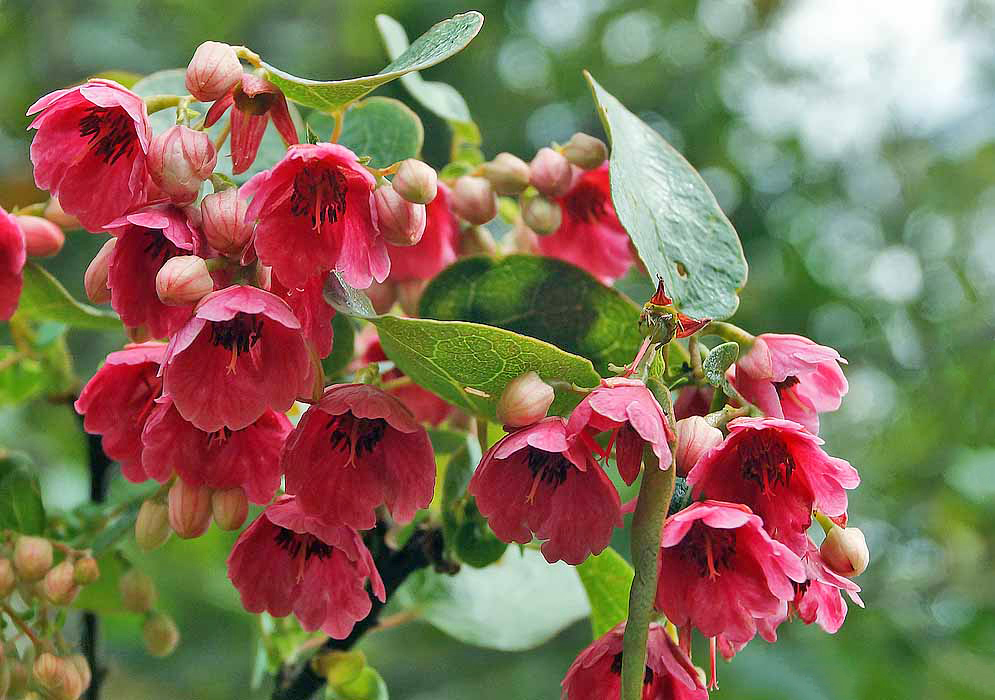 Vallea stipularis pinkish-red bell-shaped flowers