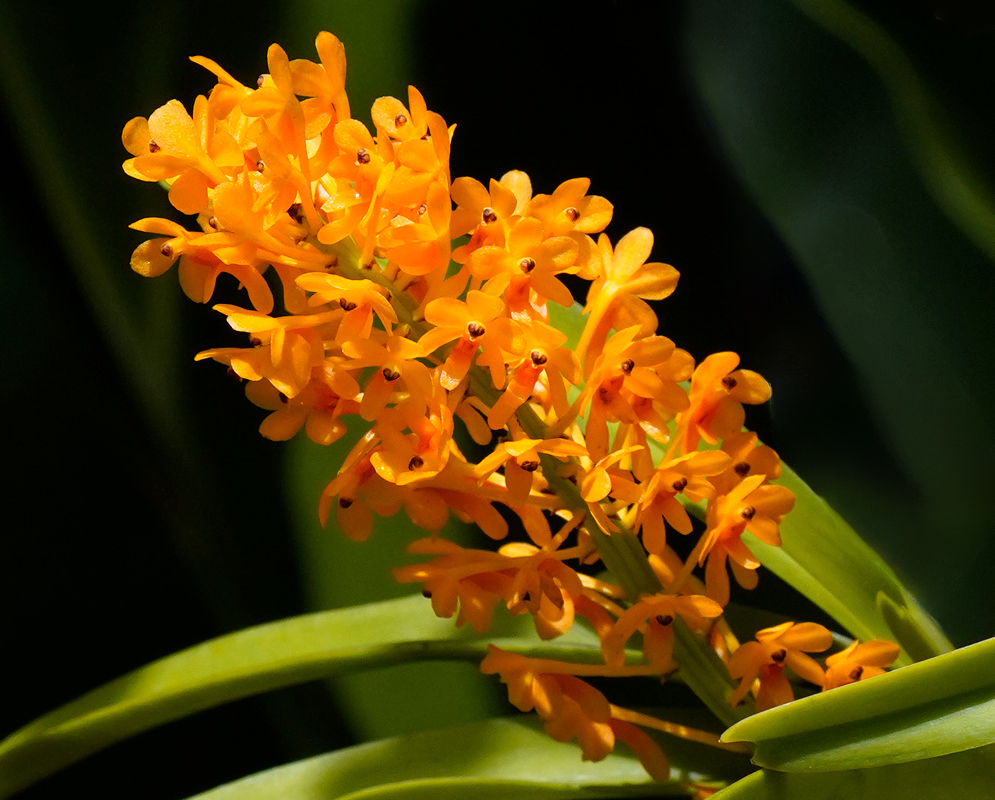 Vanda aurantiaca Orchid Bright orange Vanda aurantiaca orchid flower spike with densely packed small blooms emerging above green strap-like leaves
