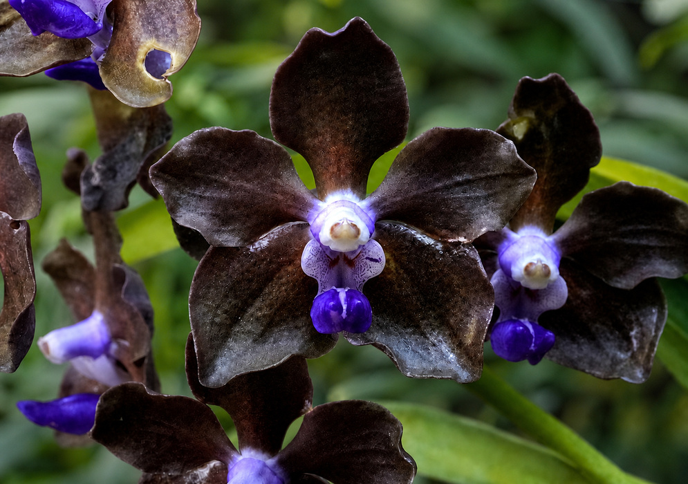 Vanda Blue Tahourdin and Vanda tessellata hybrid with dark brown-purple petals and vivid violet lips