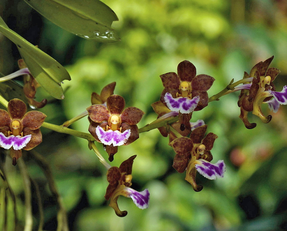 Vanda flabellata has yellowish brown spotted flowers with white and purple fan-shaped lips on a curved stalk