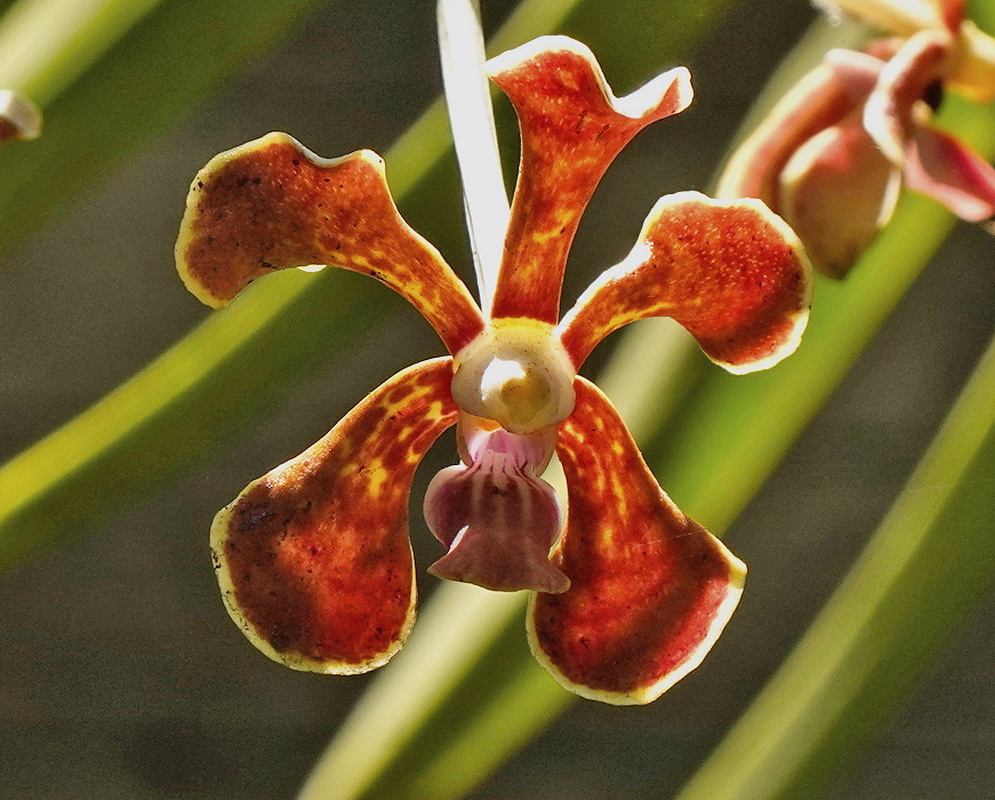 Vanda hindsii waxy red-brown orchid flower edged yellow-green with a purple central lip