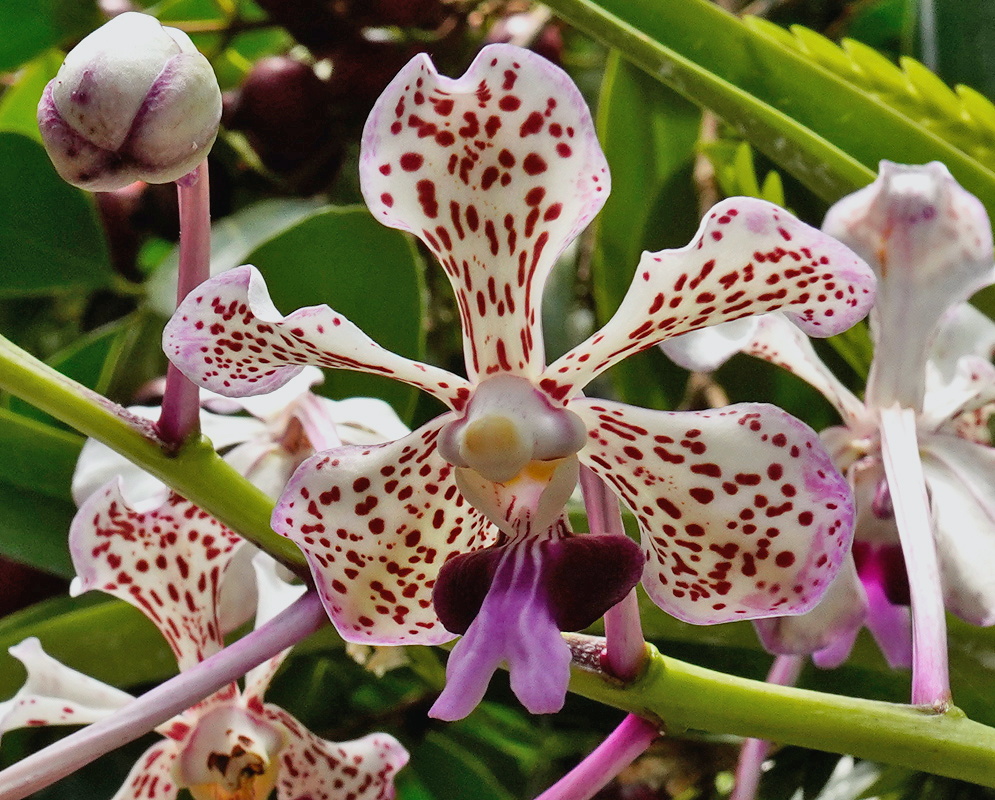 Vanda tricolor cluster of cream orchid flowers covered with red-brown spots and purple lips