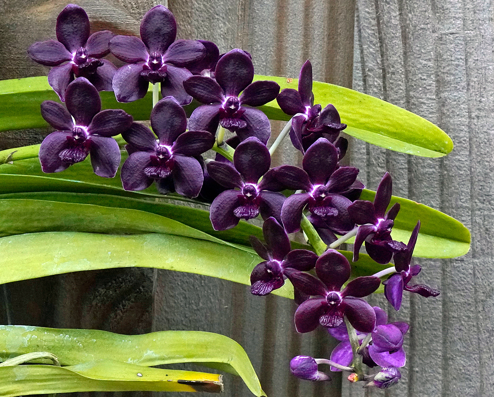 Vandachostylis Colmarie cluster of deep purple flowers and a subtle white center