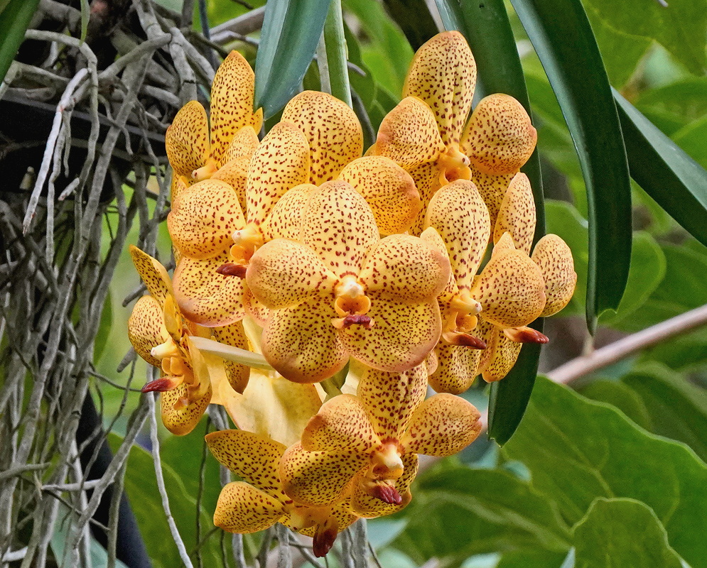 Vandopsis gigantea dense cluster of waxy golden orchid flowers covered with fine brown spots