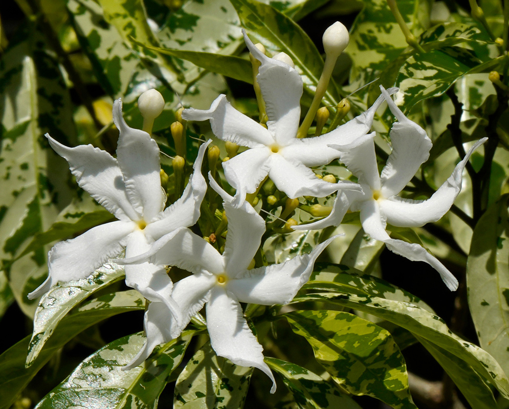 Group of delicate white Tabernaemontana divaricata variegata flowers with crimped petal edges blooming over spotted variegated leaves