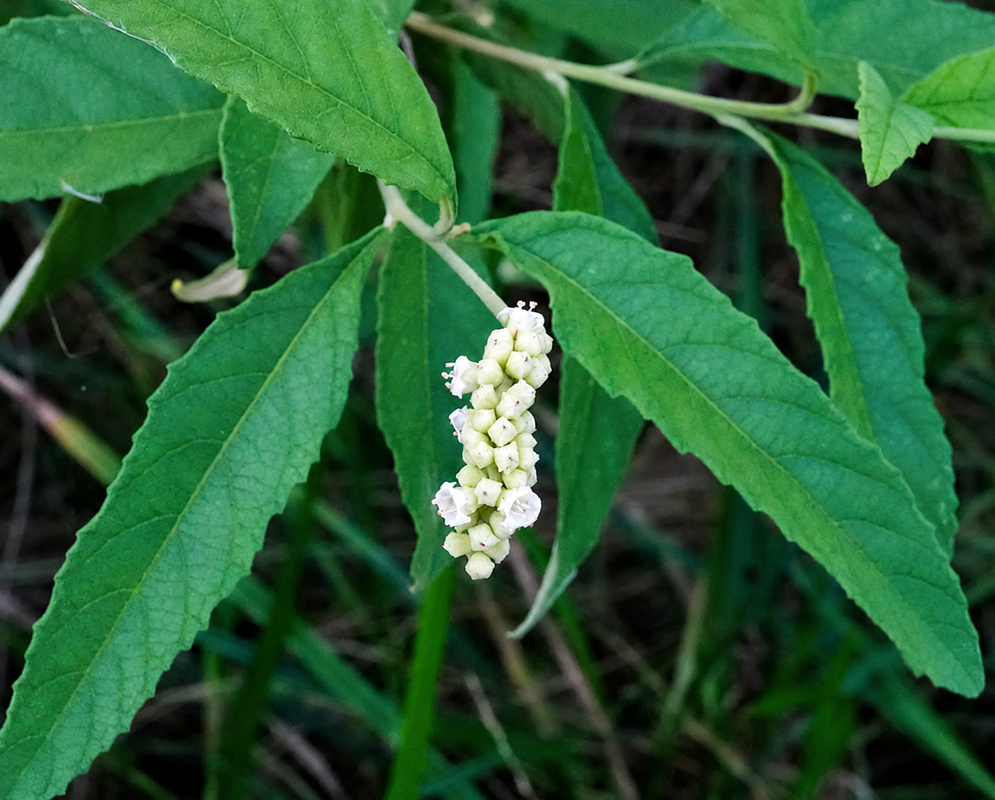 Varronia curassavica narrow white flower spike hanging beneath rough serrated green leaves
