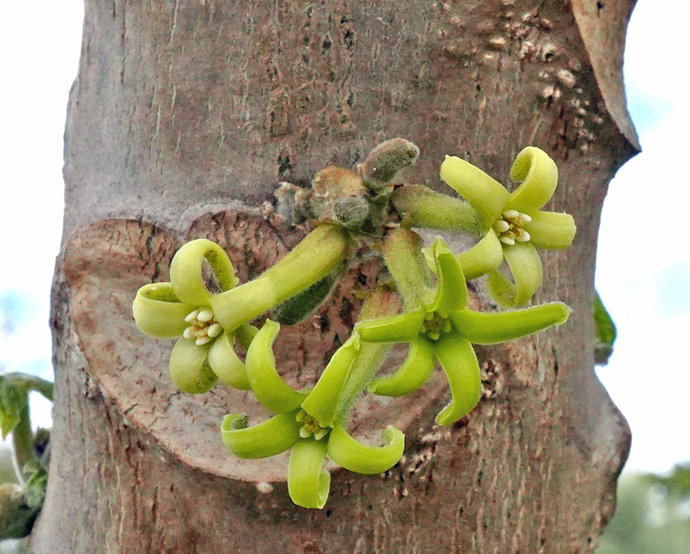 Vasconcellea pubescens Fruits and Flowers Developing green fruits and clusters of small yellowish flowers of Vasconcellea pubescens hanging along the trunk below its large palmate leaves