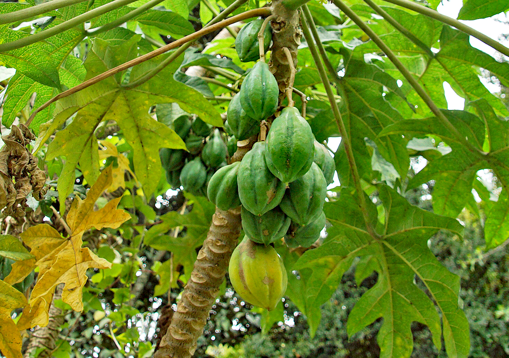 A cluster of green Vasconcellea pubescens fruit