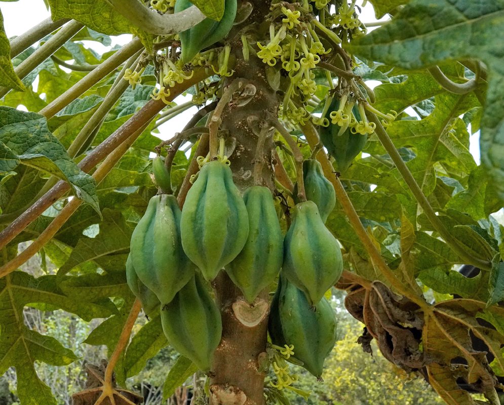 Vasconcellea pubescens Male Flowers Close-up of greenish-yellow male flowers of the mountain papaya (Vasconcellea pubescens) emerging directly from the tree trunk