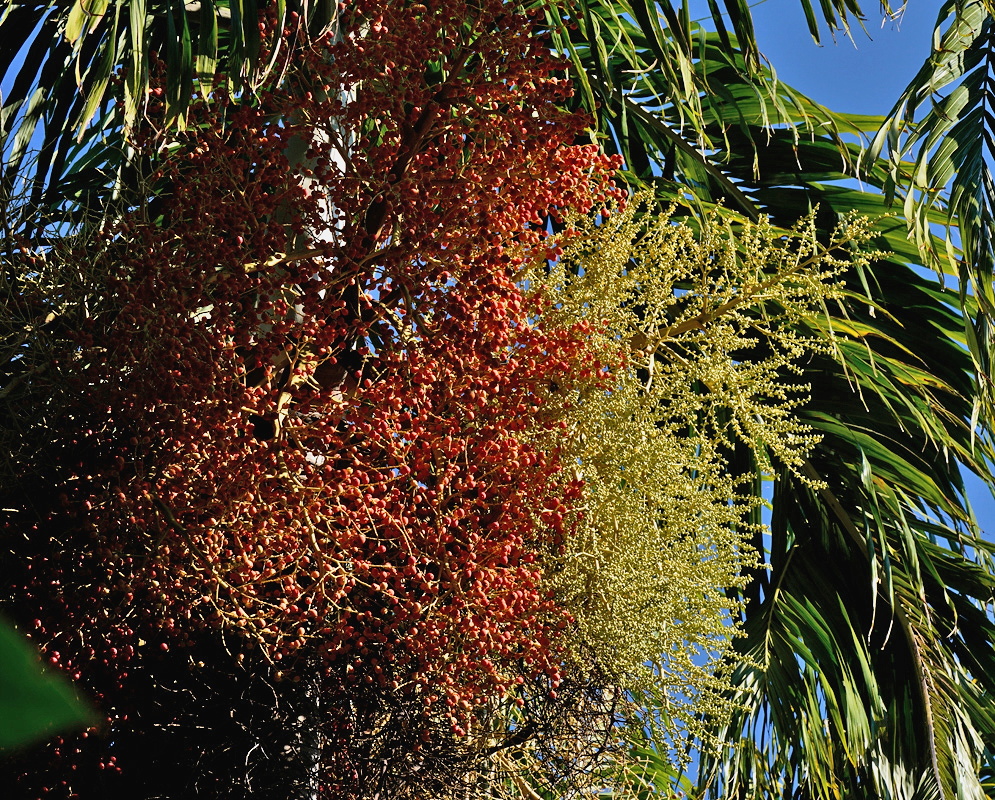 Veitchia winin palm displaying large branching clusters of pale flowers and ripening red fruits