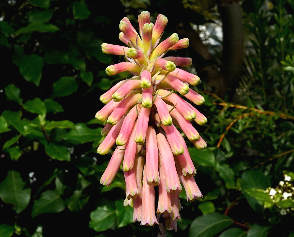 Veltheimia capensis dense upright cluster of pendent pink tubular flowers tipped pale green