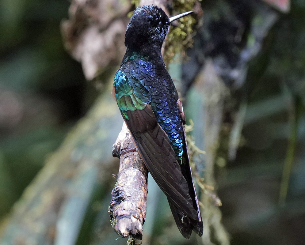 Boissonneaua jardini Full Body Alternate A Boissonneaua jardini shown in a full-body view with its plumage and body shape visible from a second distinct angle