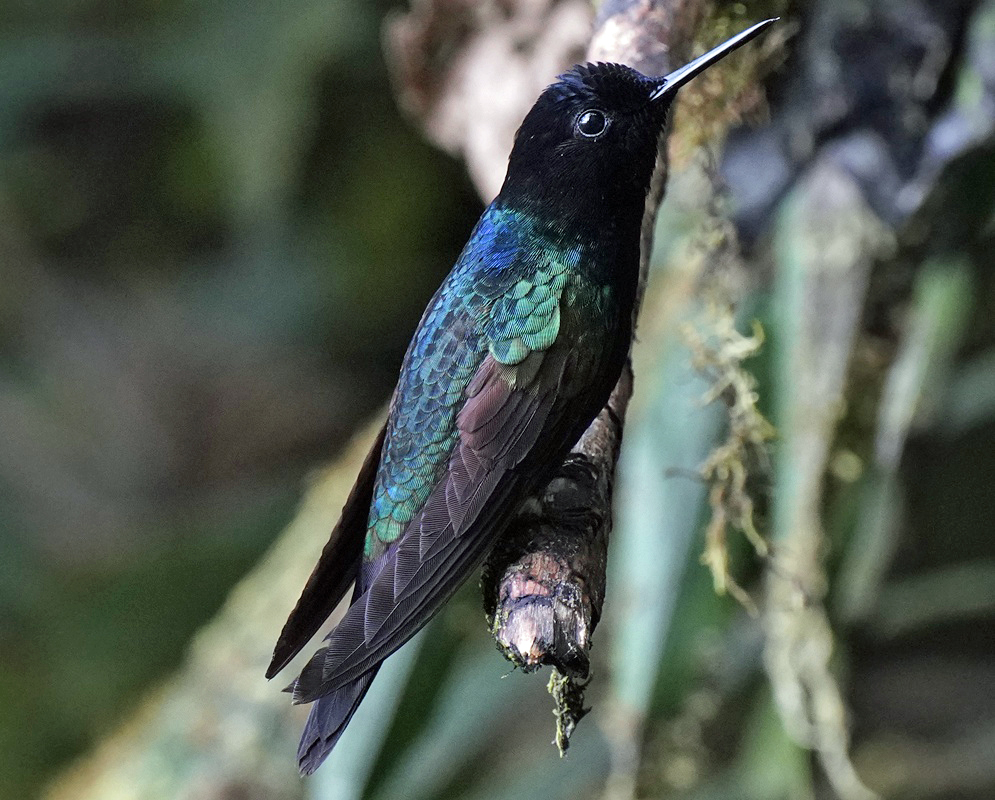 Boissonneaua jardini Left Facing Profile A Boissonneaua jardini perched in profile with left facing plumage visible