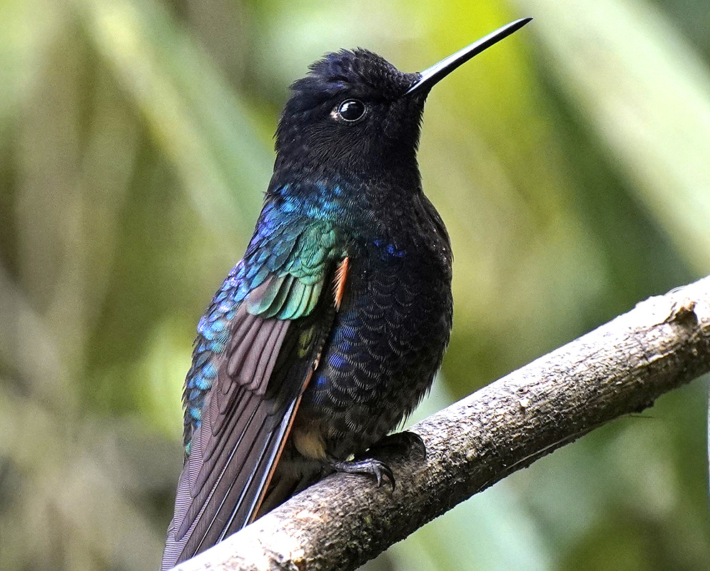 Boissonneaua jardini Perched Alternate A Boissonneaua jardini perched with its plumage and characteristic features visible from a second distinct angle