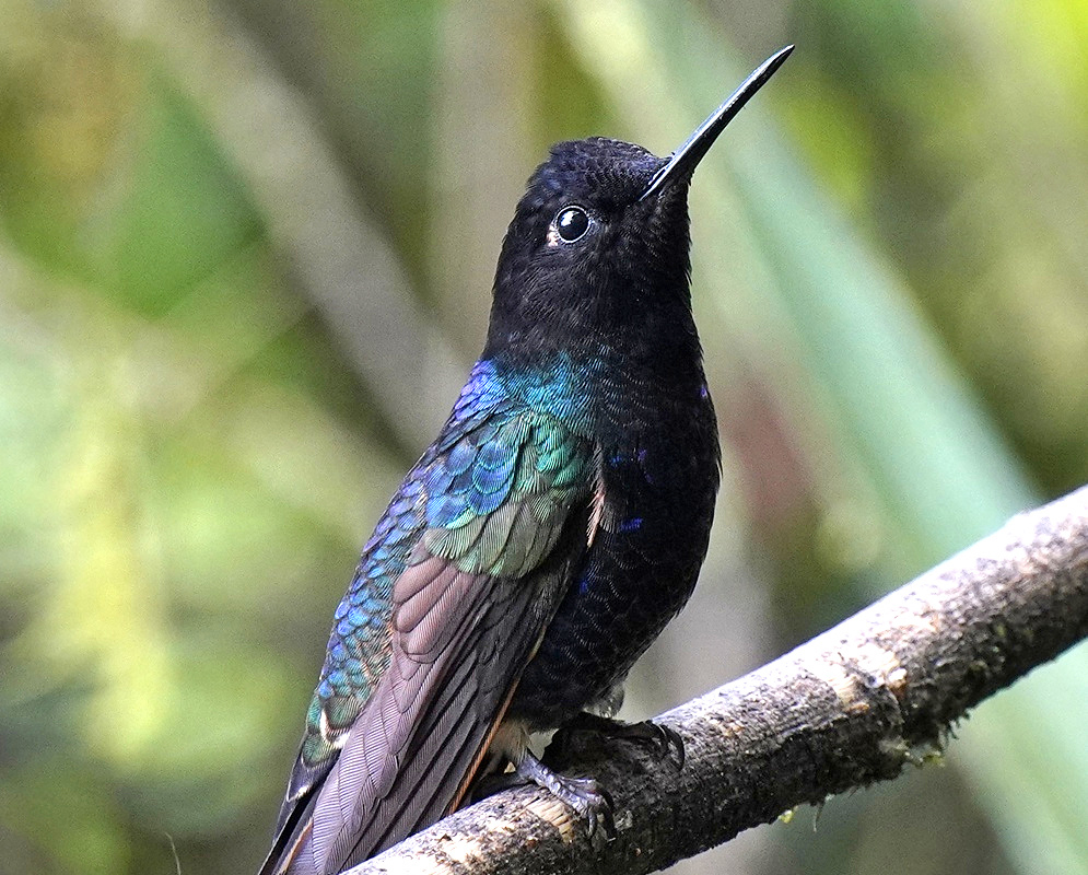 Boissonneaua jardini Right Facing Side View A Boissonneaua jardini perched in profile with right facing plumage visible
