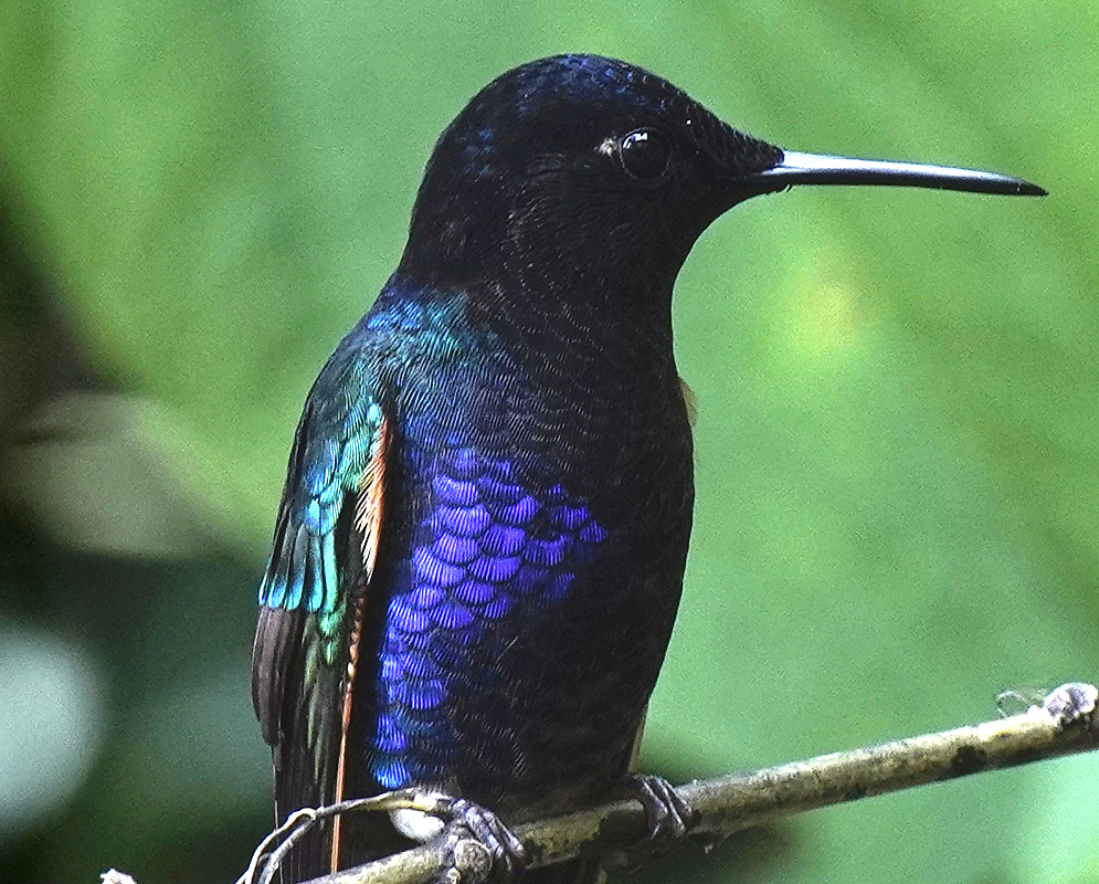 Boissonneaua jardini Velvet Purple Coronet A Boissonneaua jardini shown as the velvet purple coronet in a clear view with its characteristic plumage visible