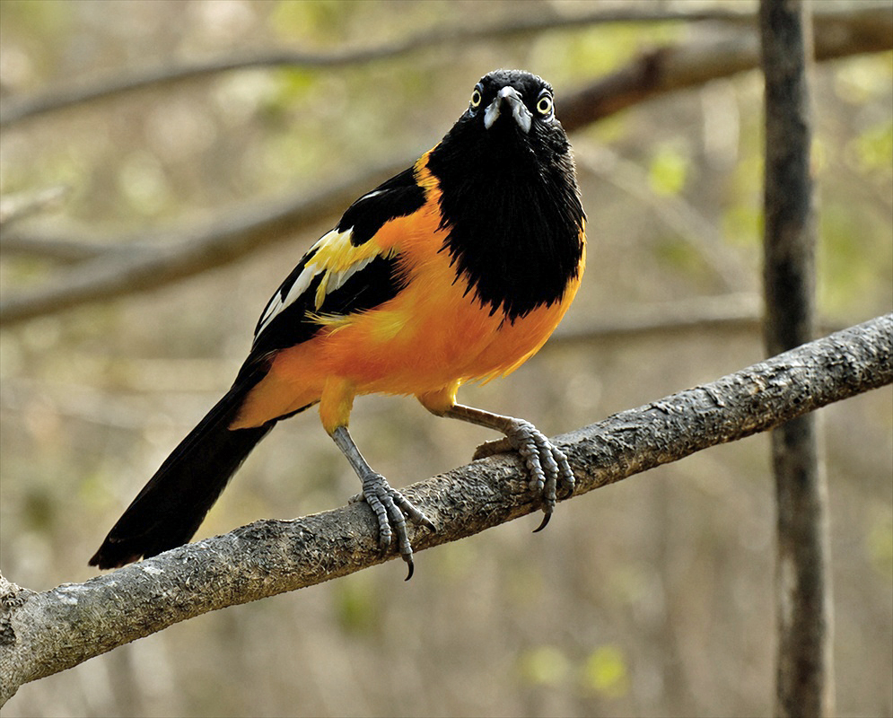 Icterus icterus Full Body An Icterus icterus shown in a full-body view with its plumage and body shape visible