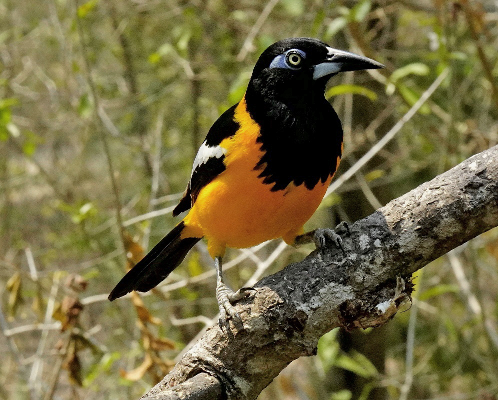 Icterus icterus Venezuelan Troupial An Icterus icterus shown as the venezuelan troupial in a clear view with its characteristic plumage visible