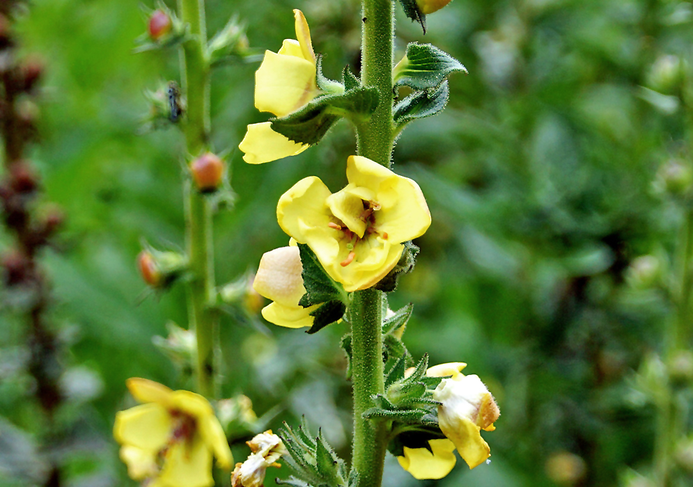 A yellow Verbascum yellow flower with brown stamens and a green stigma