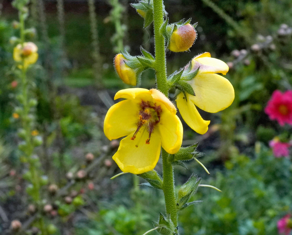 A tall spike of Verbascum virgatum with bright yellow flowers and fuzzy buds against a garden background