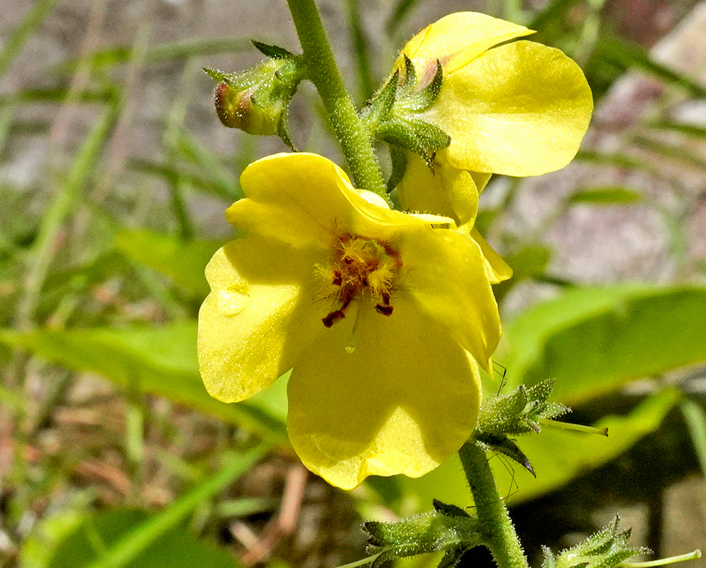 A close view of a yellow Verbascum virgatum flower with reddish central stamens and hairy green stems