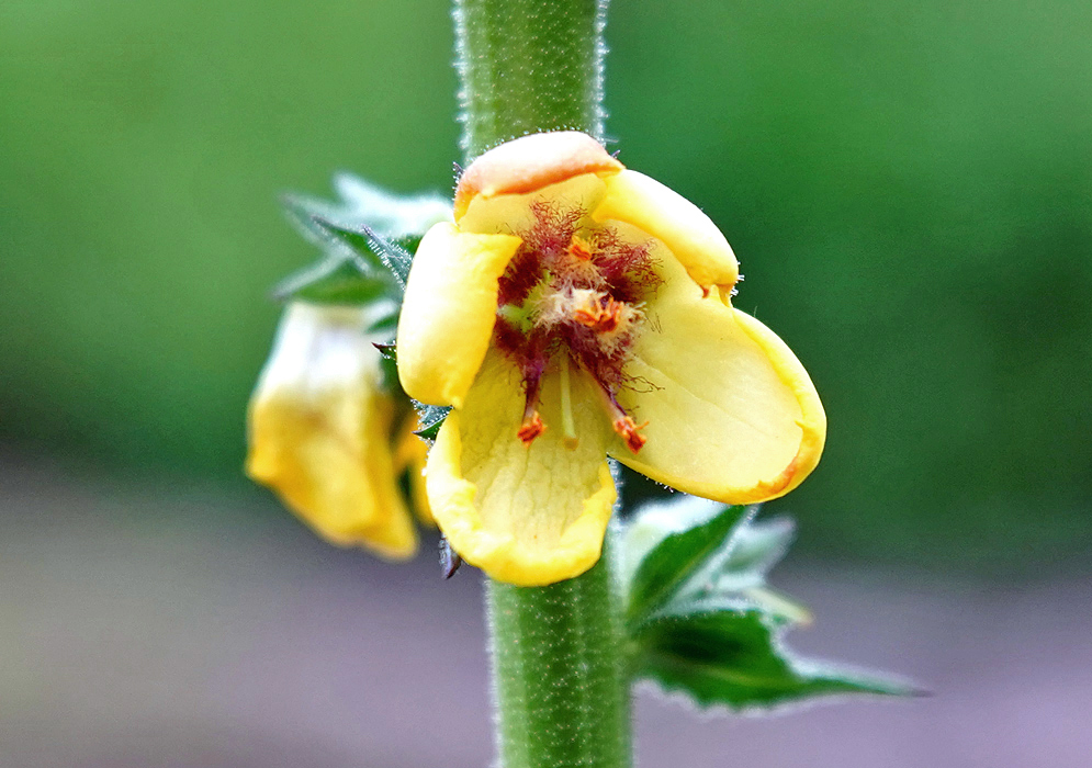 A yellow Verbascum yellow flower with red and yellow stamens and a green stigma