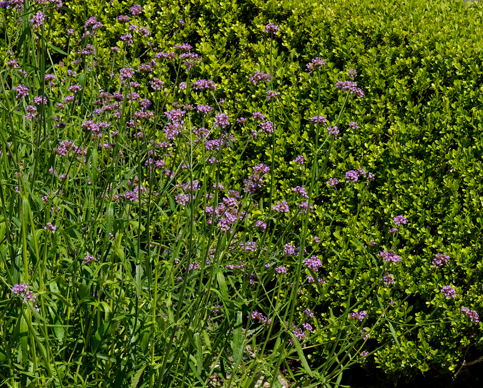 Numerous purple Verbena litoralis flowers blooming in front of a neatly trimmed hedge with tall upright stems