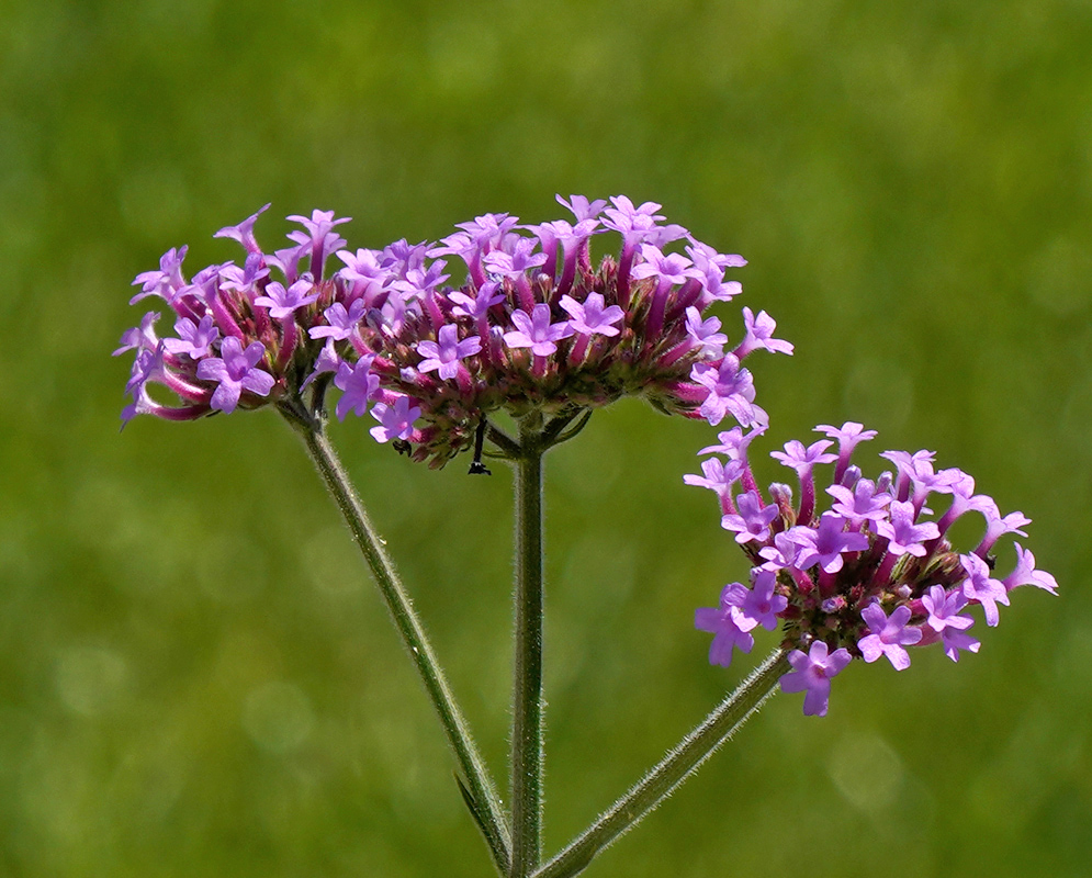  Close-up view of delicate purple Verbena litoralis flowers arranged in rounded clusters at the top of slender stems