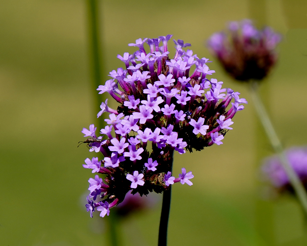 Verbena litoralis flower spikes with small violet flowers