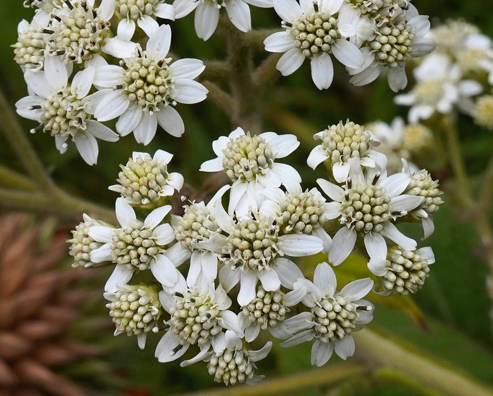 Verbesina boliviana branching cluster of white flower heads with pale central disks