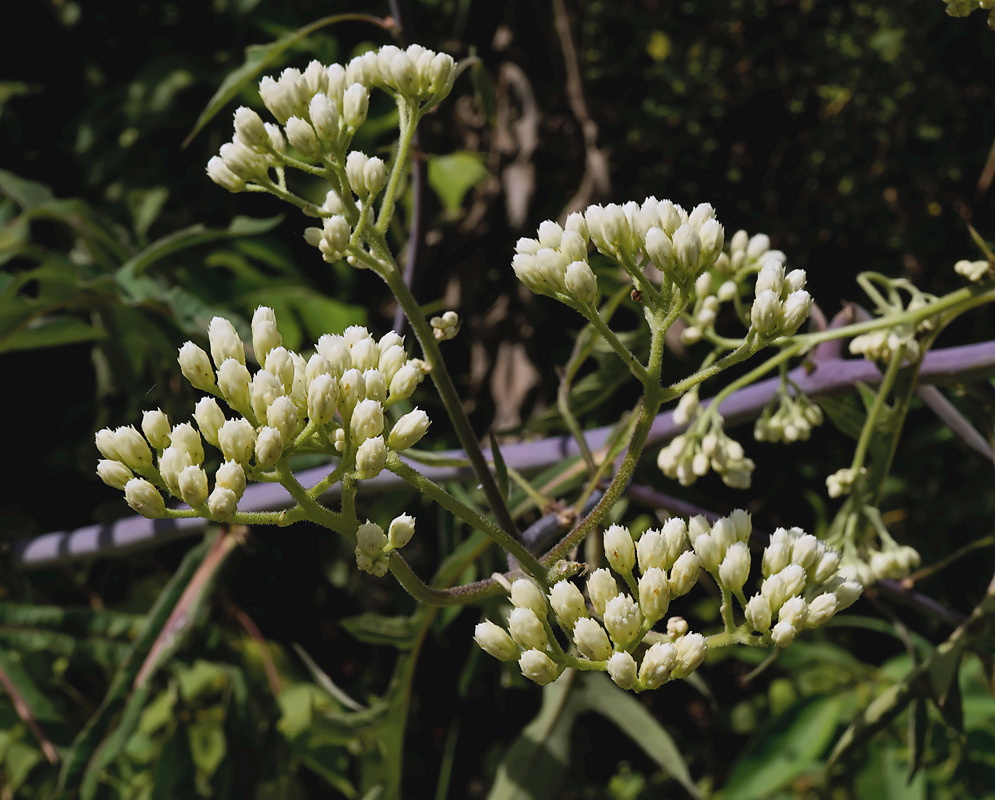 Verbesina columbiana Inflorescence Verbesina columbiana inflorescence