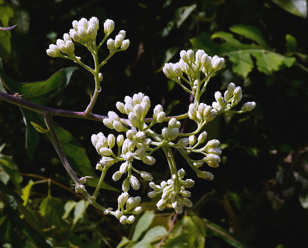 Verbesina columbiana plant habit and foliage